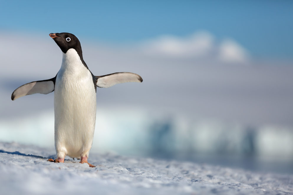 Hug penguin